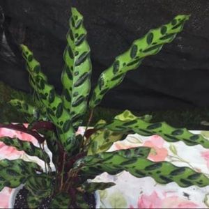 Reserved listing for Aurora!